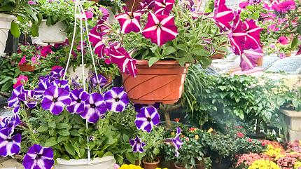 Birds and Flowers Market, Kunming