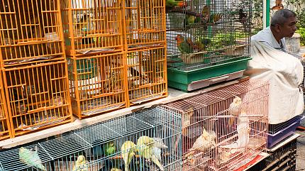 Flower and Bird Market