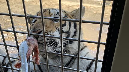 Siberian Tigers, Harbin