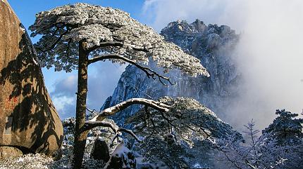 Guest Greeting Pine at Mt. Huangshan